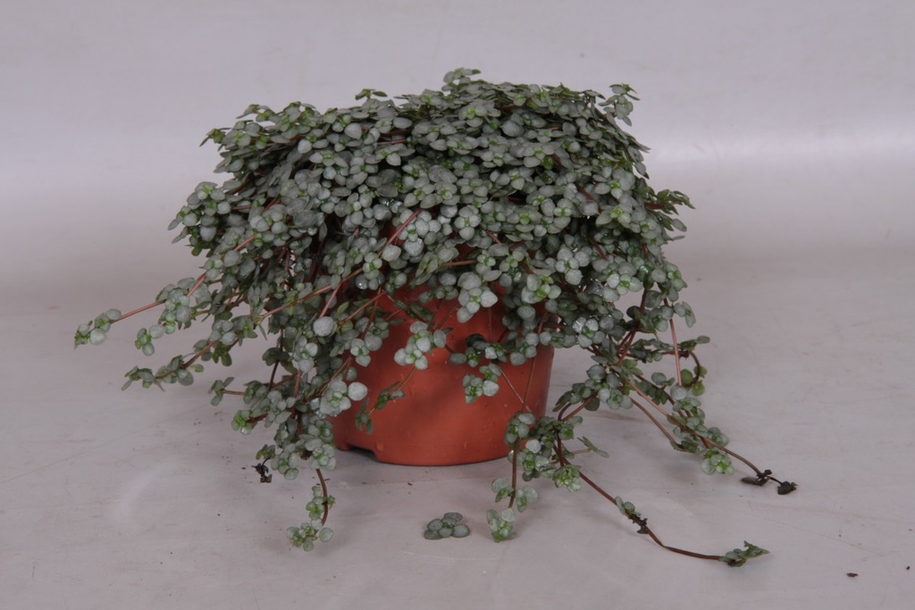 Pilea glauca 'Greysy'