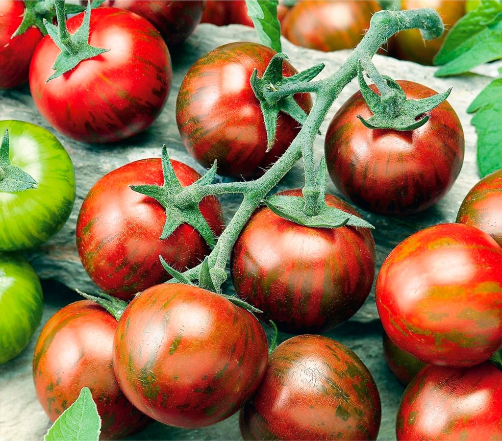 Tomate greffée 'Zebrino'