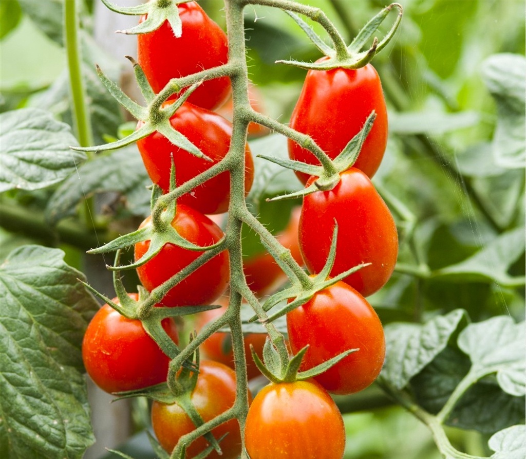 Tomate greffée 'Trilly'