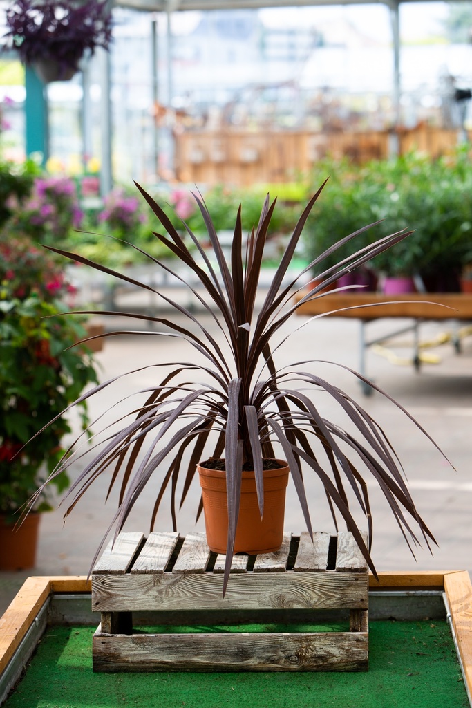 Cordyline australis 'Red Star'