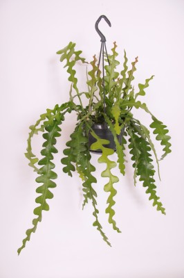 Epiphyllum anguliger