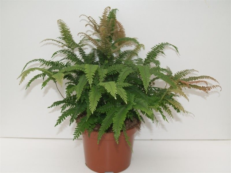 Adiantum fragrans 'Bronze Venus'