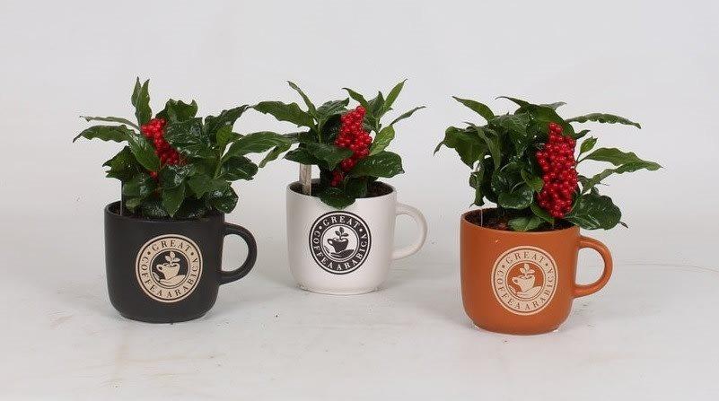 Coffea arabica