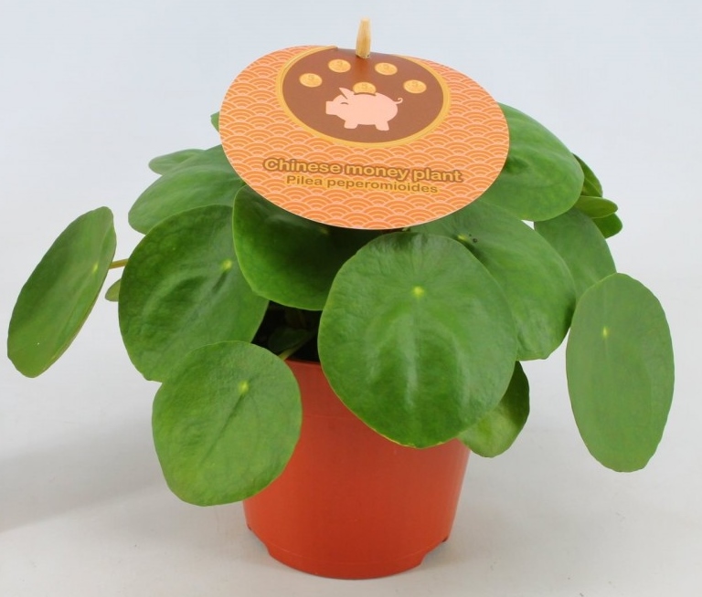 Pilea peperomioides