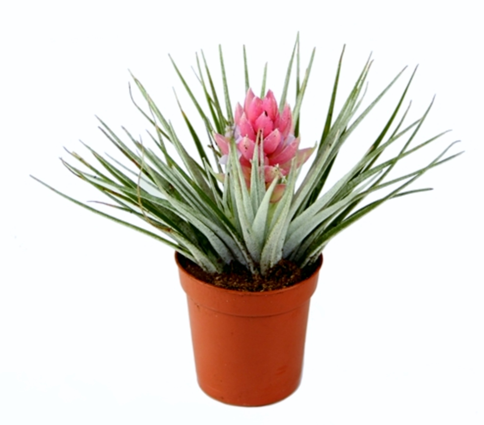 Tillandsia 'Cotton Candy'