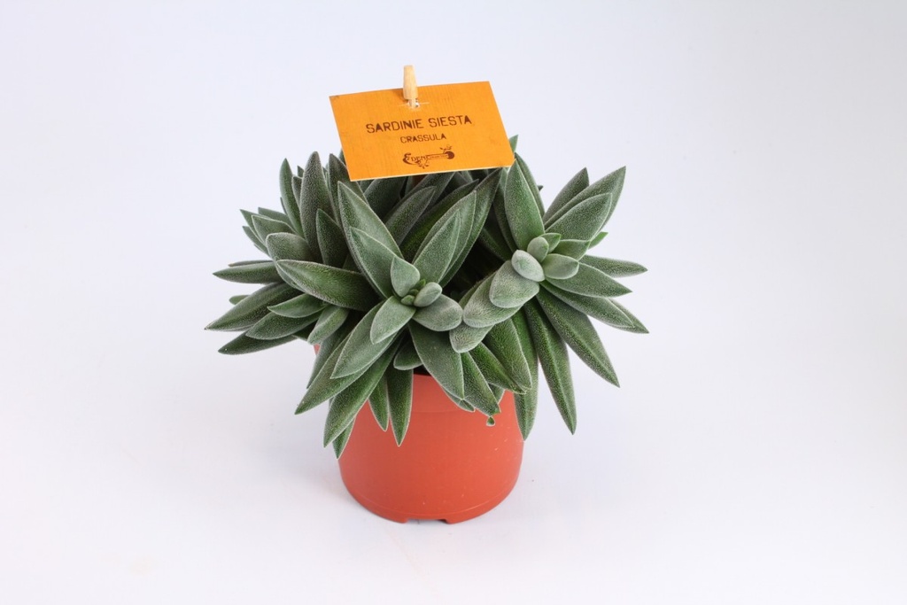 Crassula 'Tenelli'