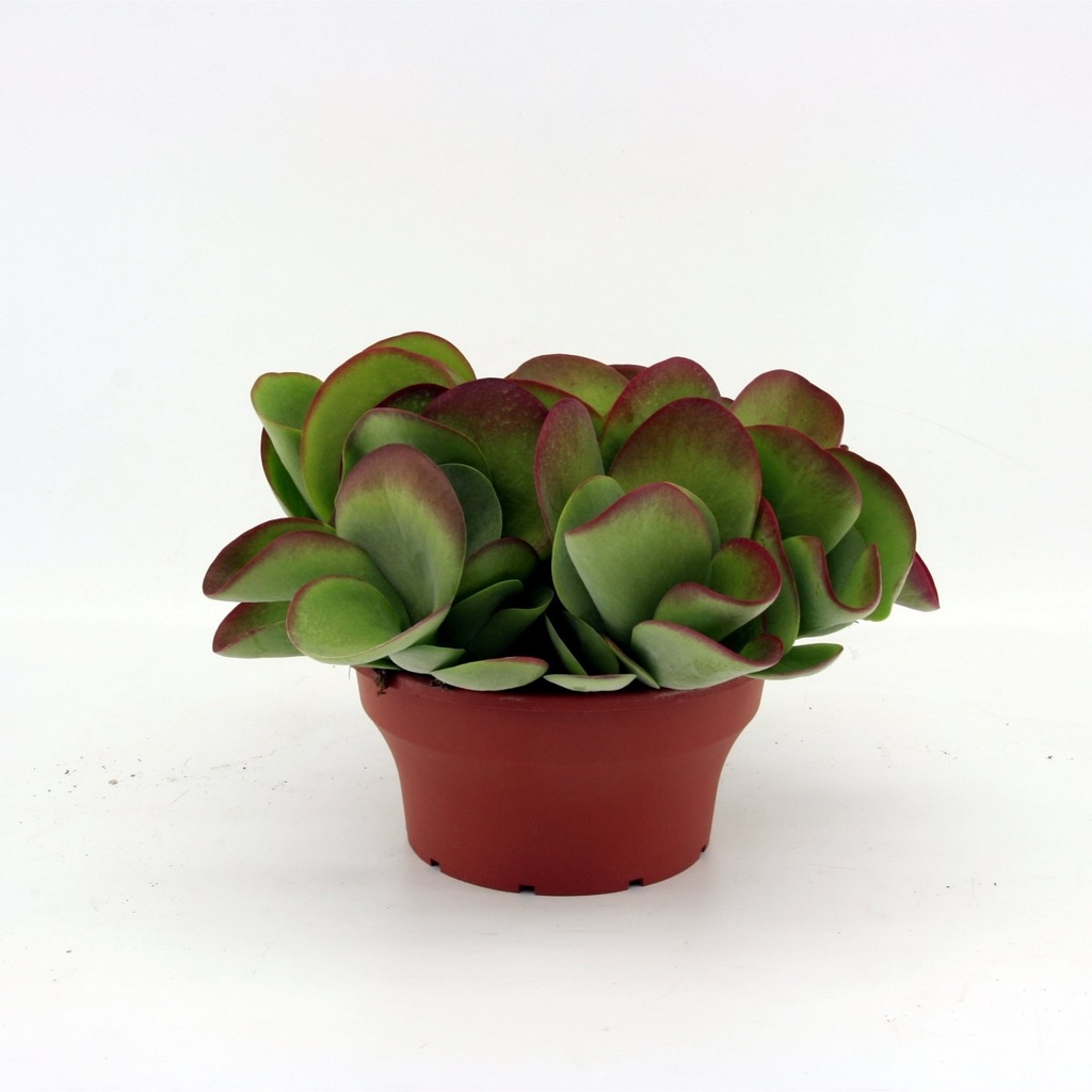 Kalanchoe thyrsiflora