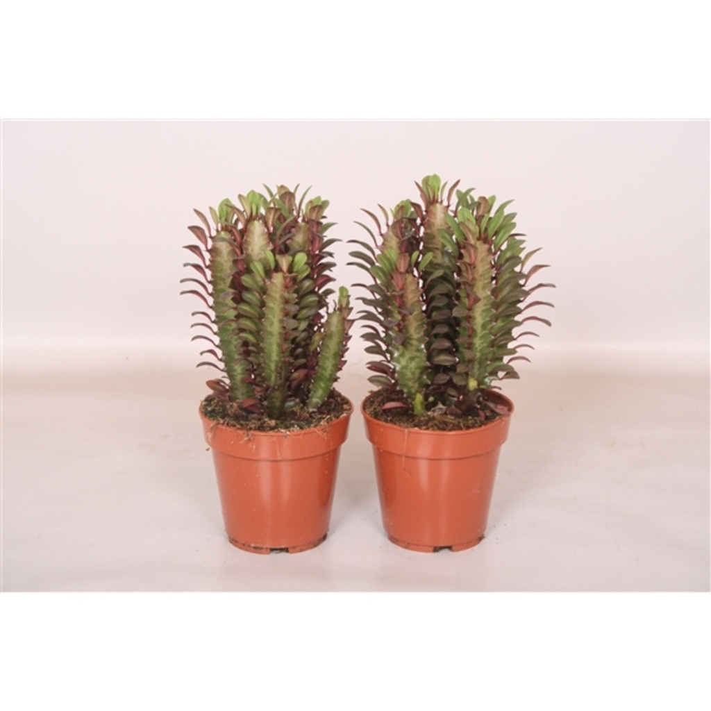 Euphorbia trigona 'Rubra'