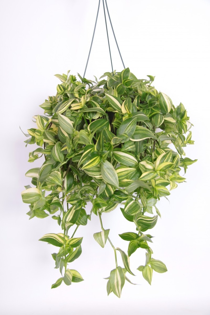 Tradescantia 'Yellow Hill'