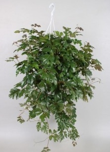 Cissus rhombifolia 'Ellen Danica'