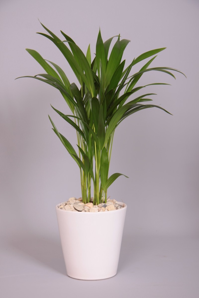 Areca lutescens