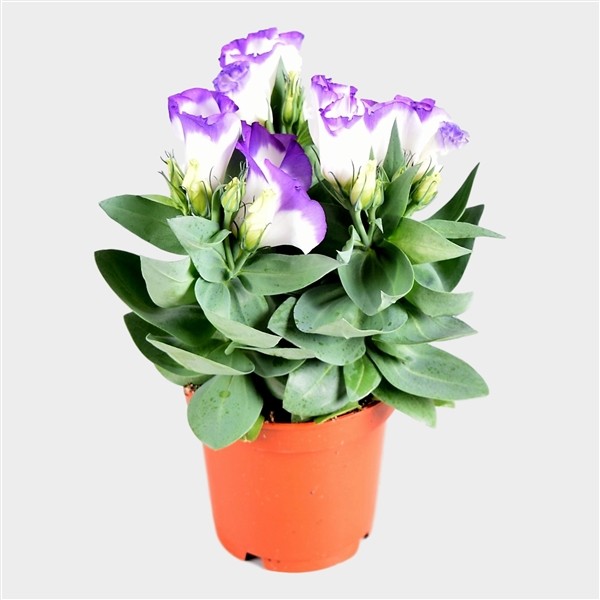Eustoma russellianum