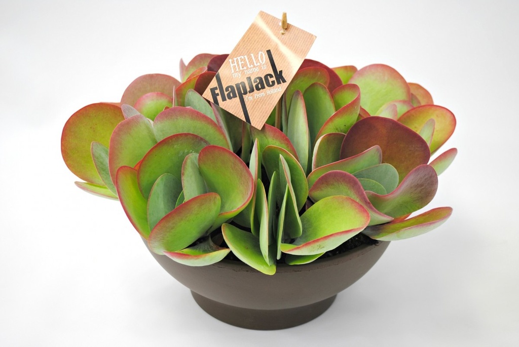 Kalanchoe thyrsiflora