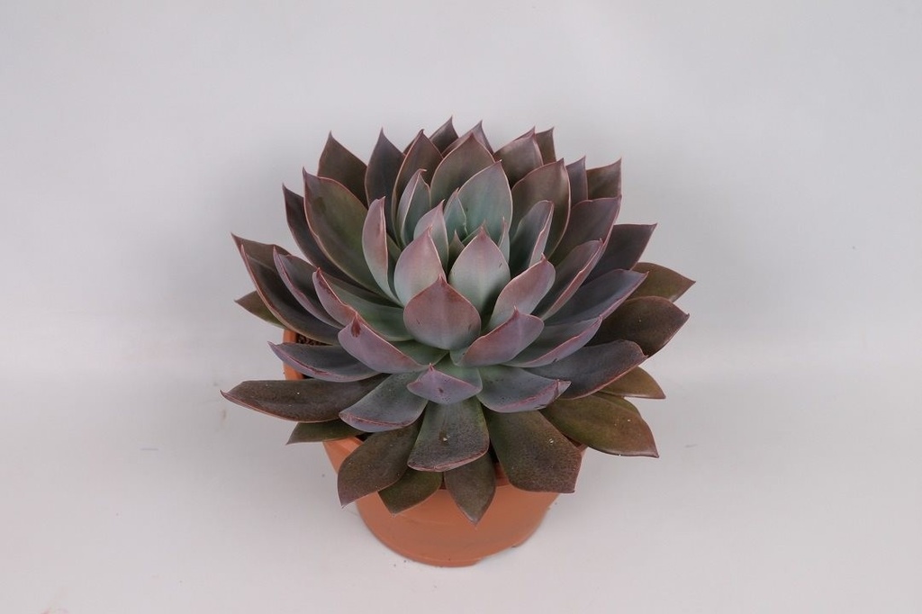Echeveria 'Paris Palace'