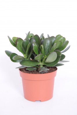 Crassula 'Magical Tree'