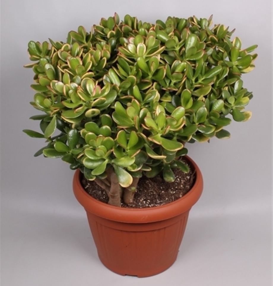 Crassula ovata 'Sunset'