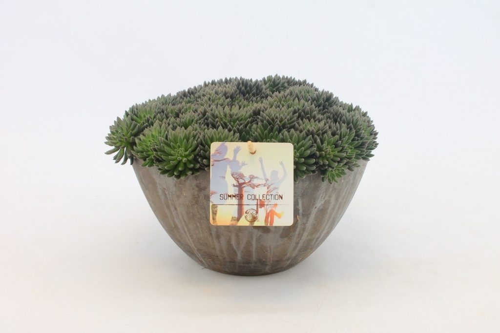 Sinocrassula yunnanensis