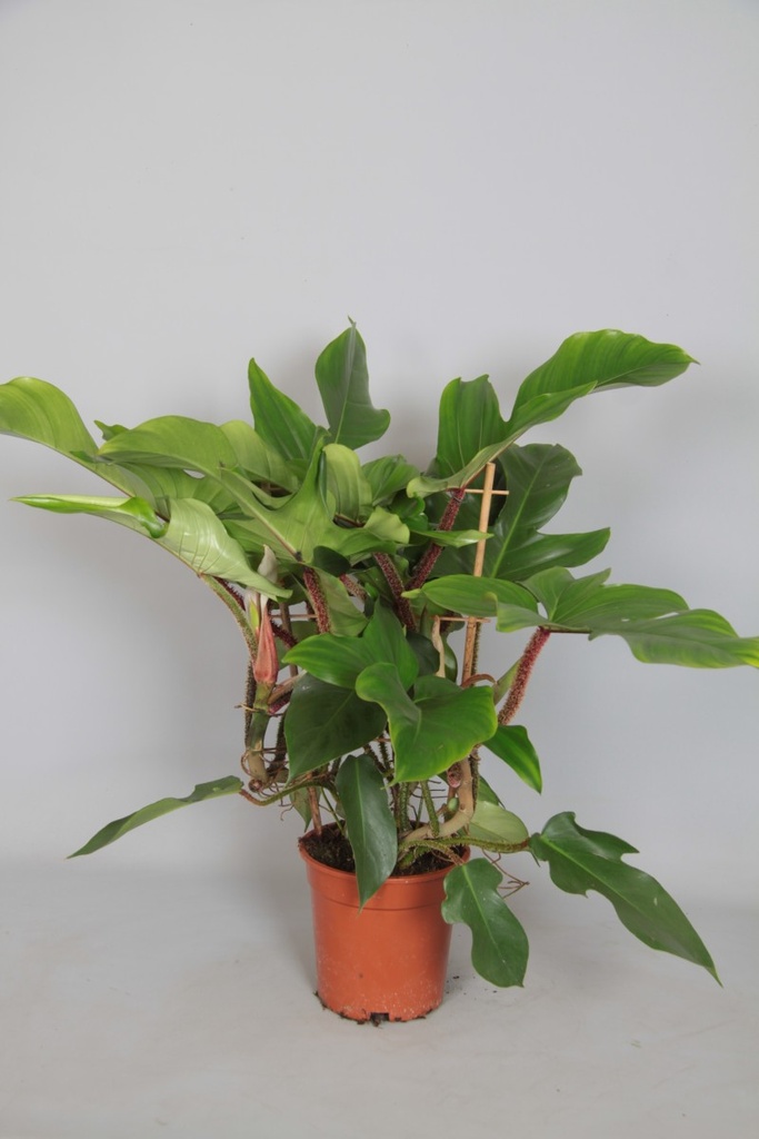 Philodendron squamiferum