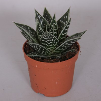 Aloe 'Tiki'