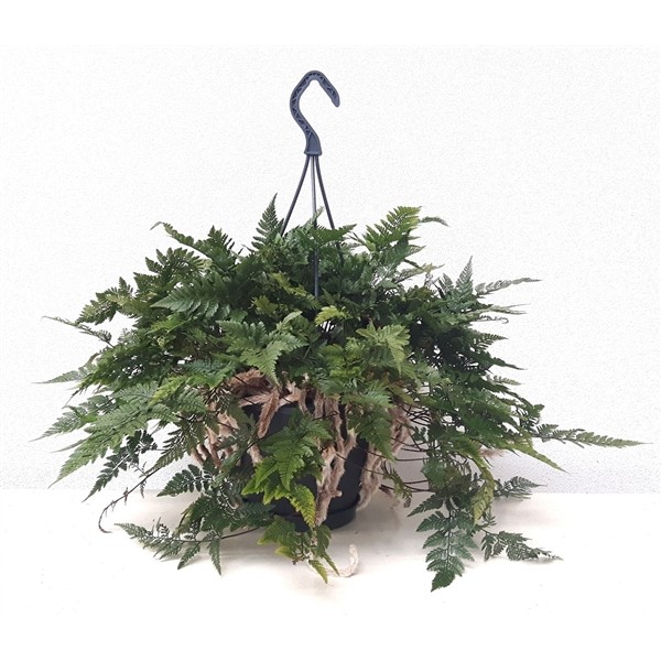 Humata teyermanii