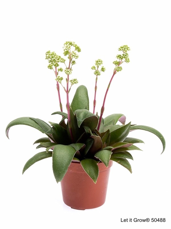 Crassula orbicularis 'Rosularis'