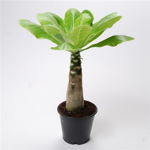 Brighamia insignes