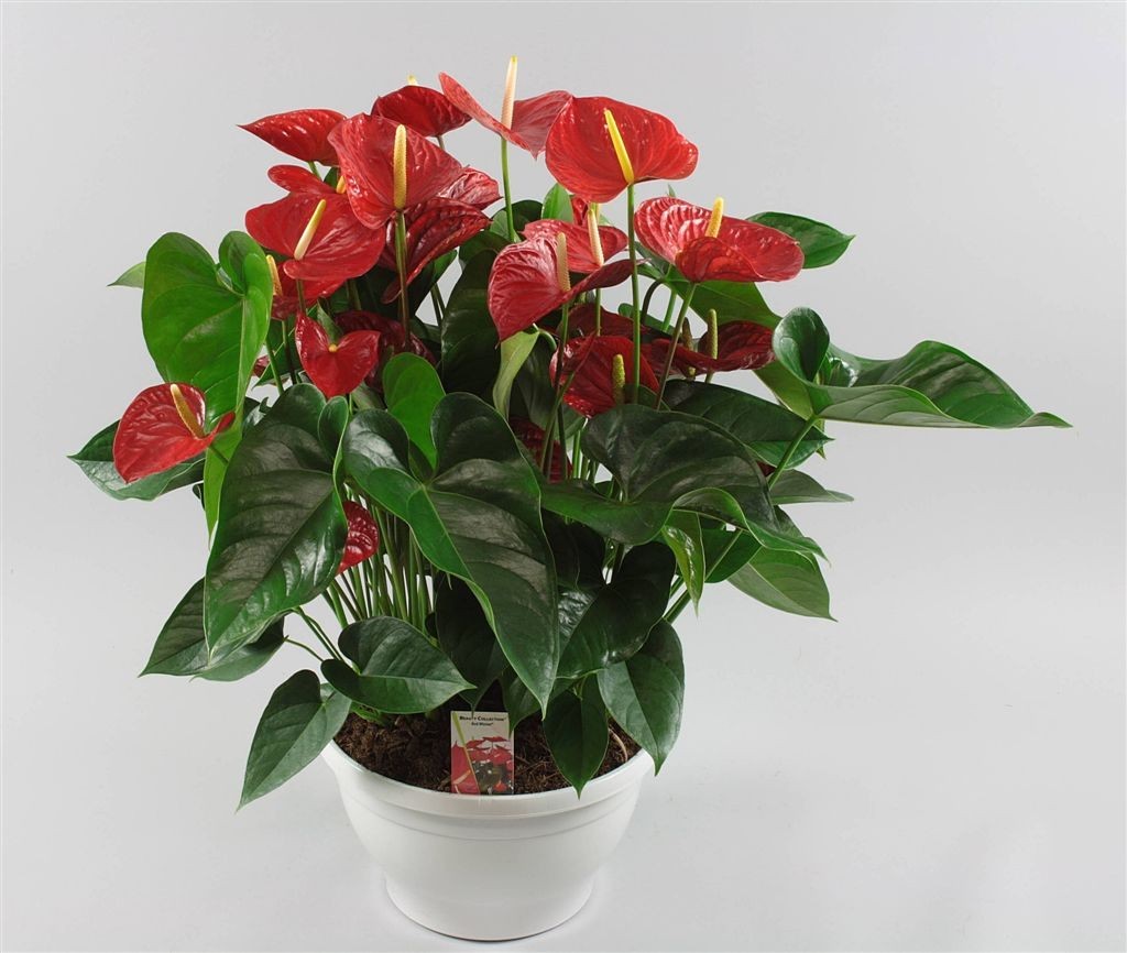 Anthurium andreanum 'Karma'