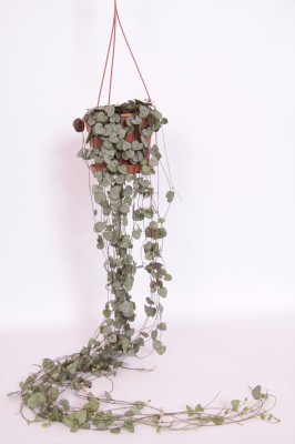 Ceropegia linearis subsp. woodii