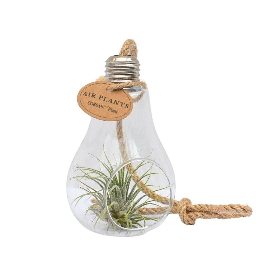 Tillandsia - Lampe