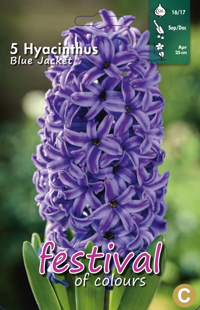 Jacinthes 'Blue Jacket'