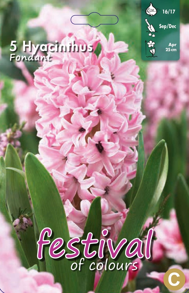 Jacinthes 'Fondant'
