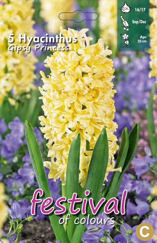 Jacinthes 'Gipsy Princess'