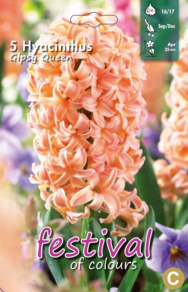 Jacinthes 'Gipsy Queen'