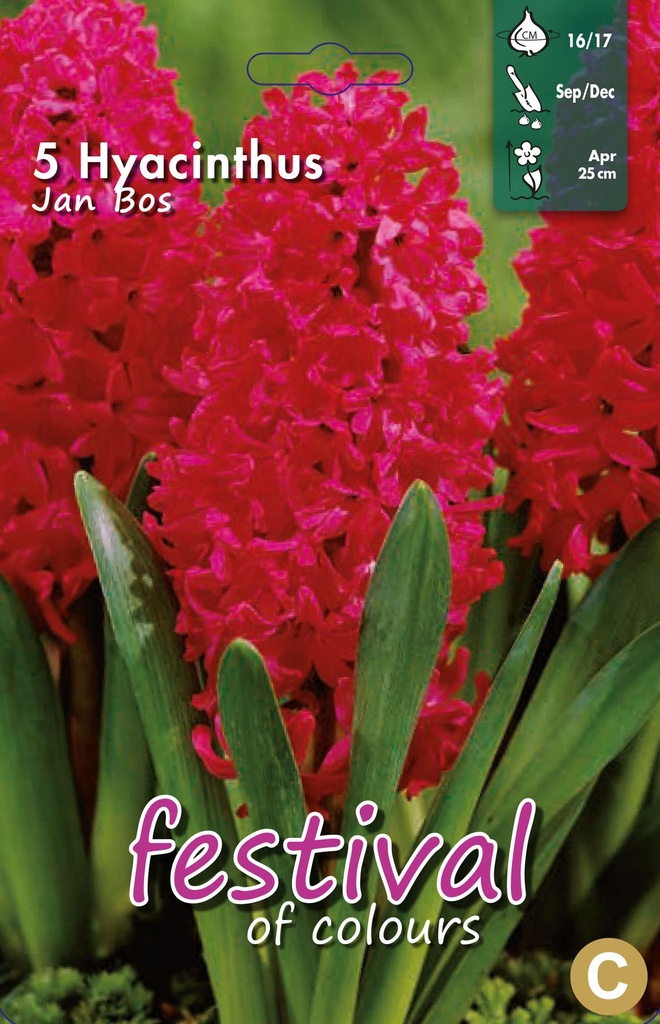 Jacinthes 'Jan Bos'
