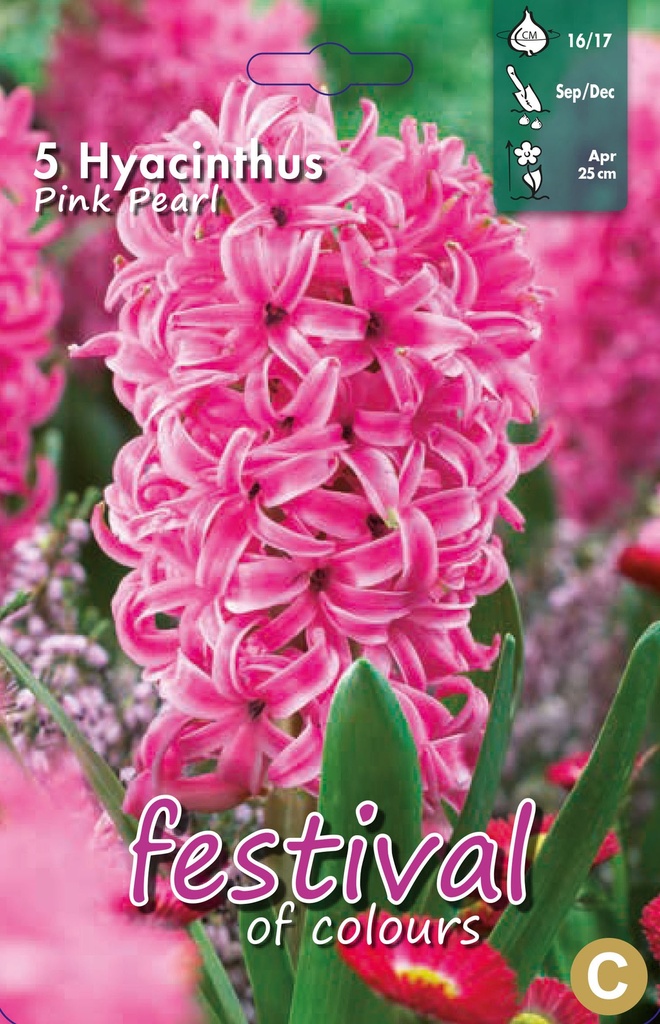 Jacinthes 'Pink Pearl'