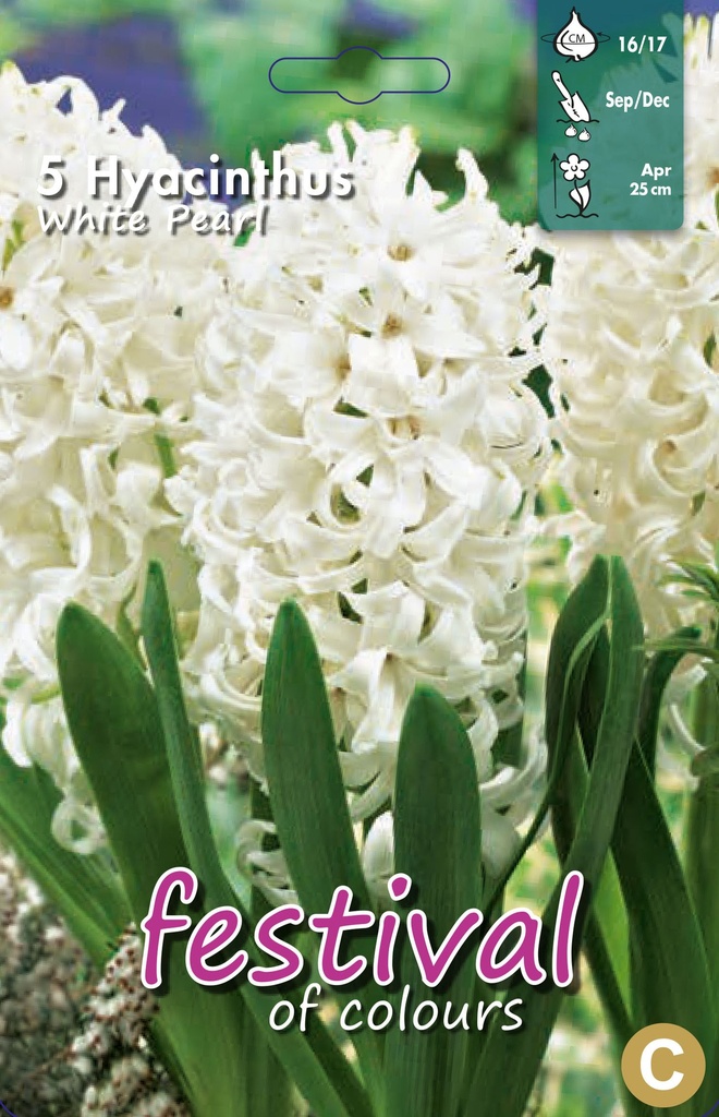 Jacinthes 'White Pearl'