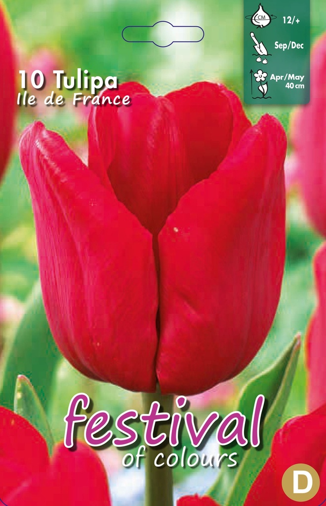 Tulipes 'Ile de france'