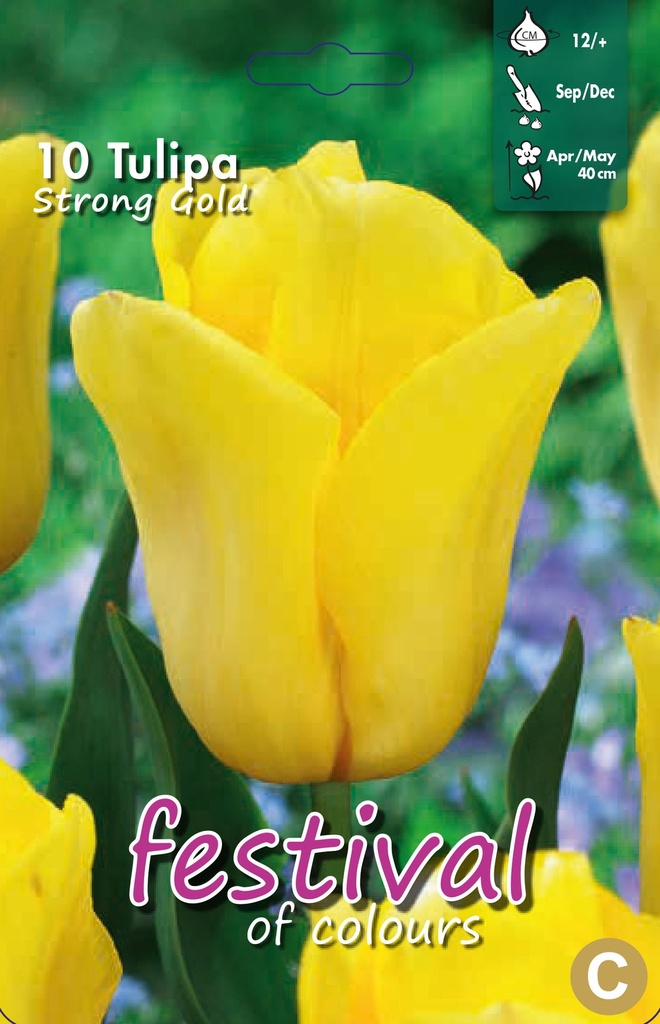 Tulipes 'Strong Gold'