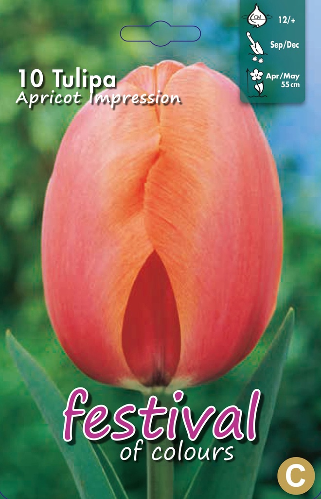 Tulipes 'Apricot Impression'