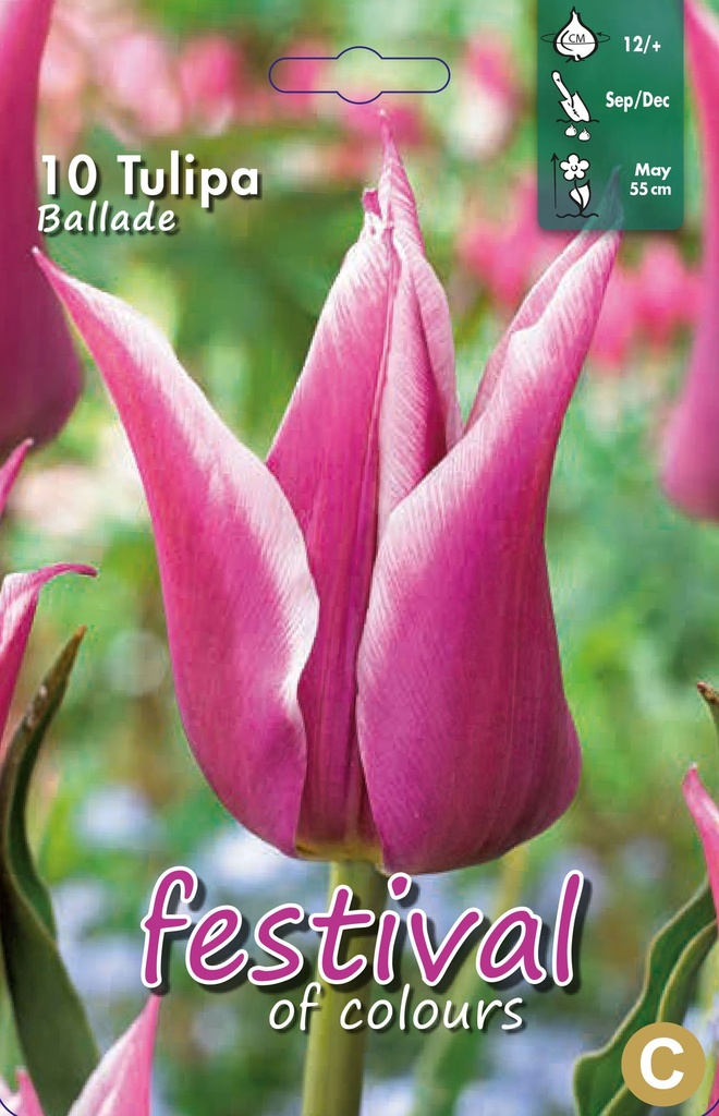 Tulipes Ballade 12/
