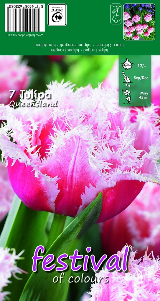 Tulipes 'Queensland'