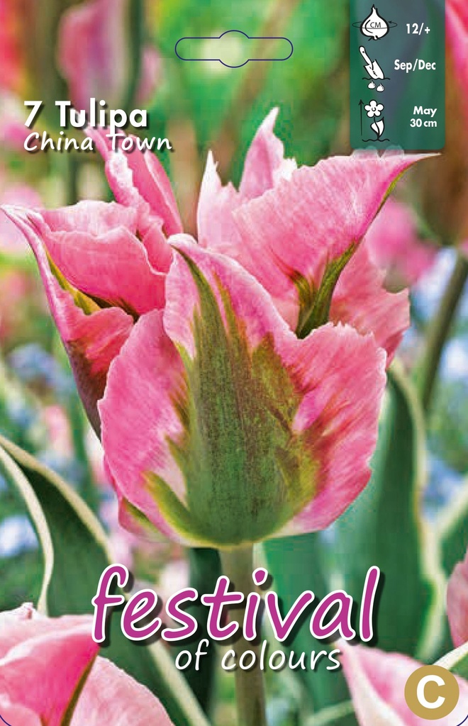 Tulipes 'China Town'