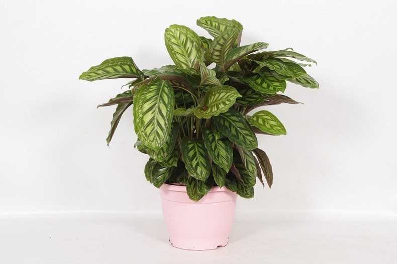 Calathea 'Flamestar'