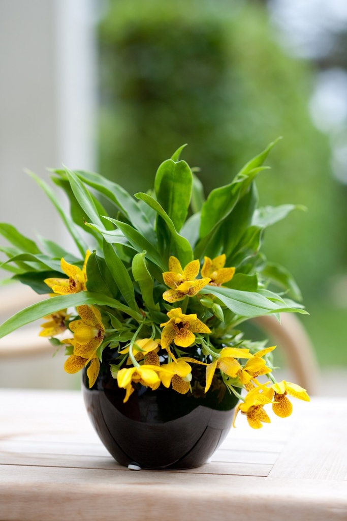 Promenaea 'Sunlight'