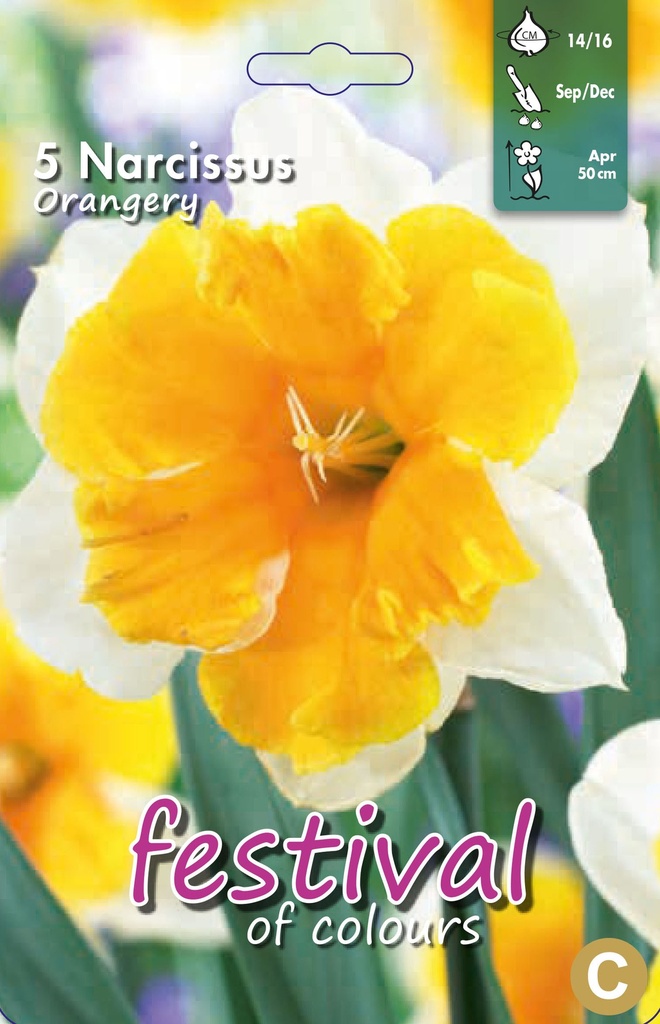 Narcissus 'Orangery'