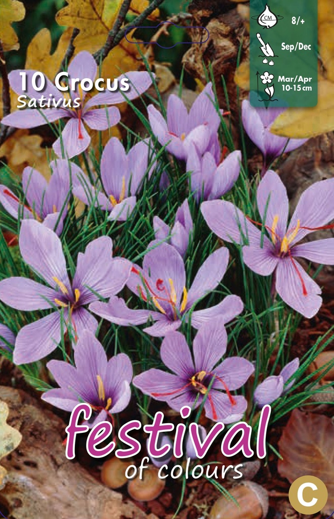 Crocus 'Sativus'