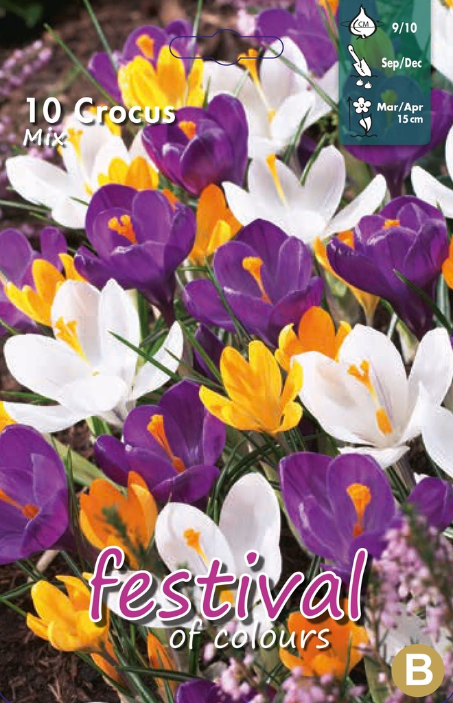 Crocus vernus mélange
