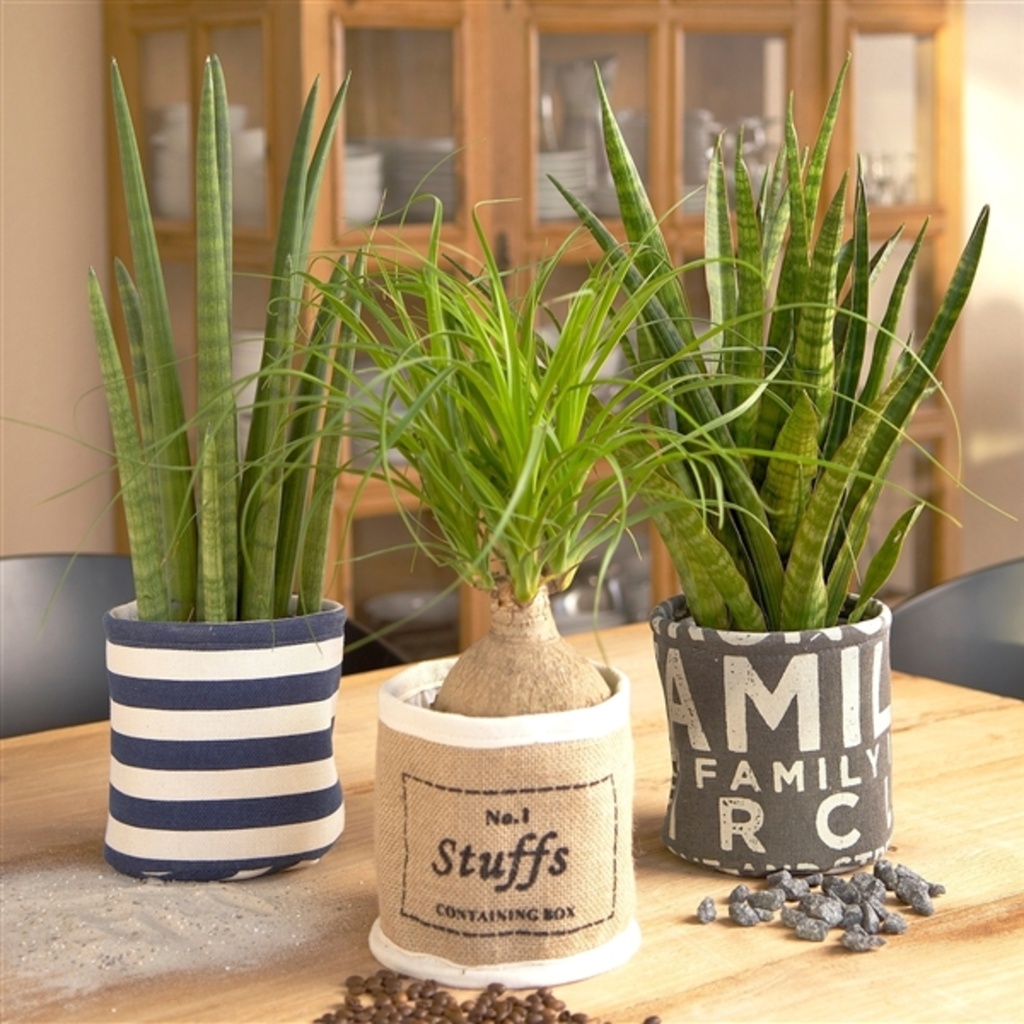 Plante verte Cotton Bags