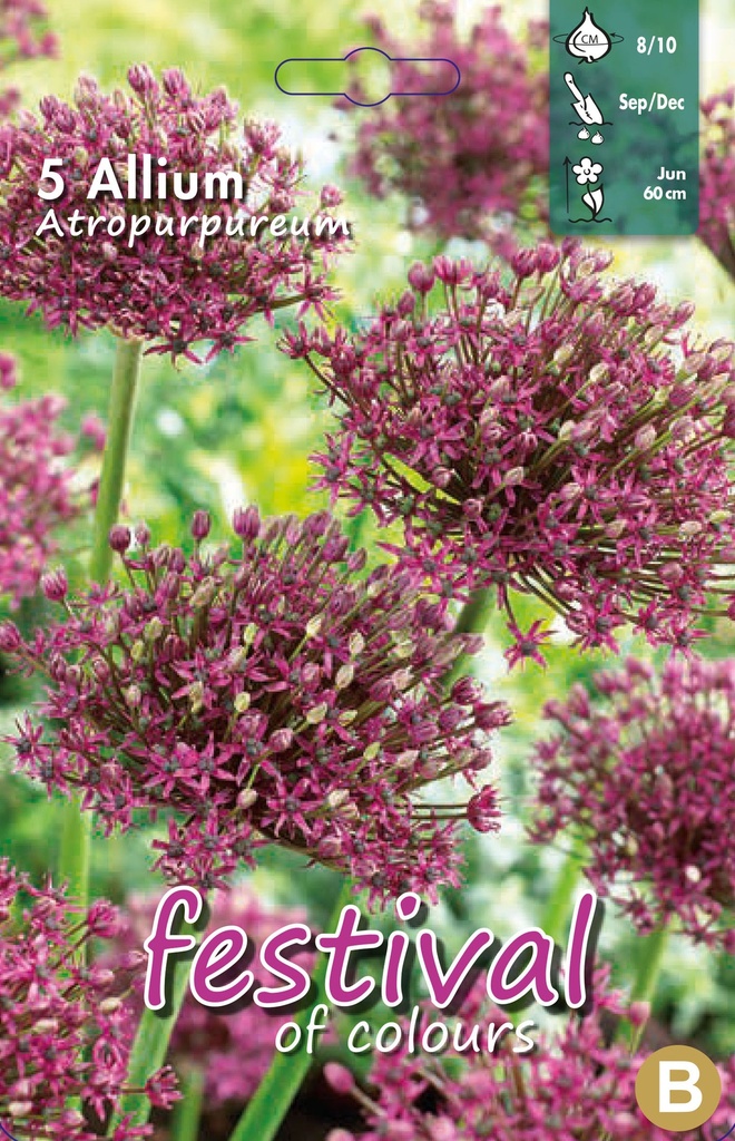 Allium 'Atropurpureum'
