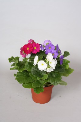 Primula obconica 'Touch Me Carnaval'